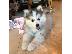 PoulaTo: Κουτάβια Pomsky